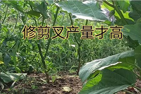 茄子留芽方法