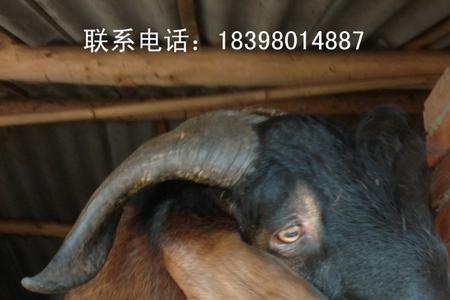 羊耳朵煮多长时间