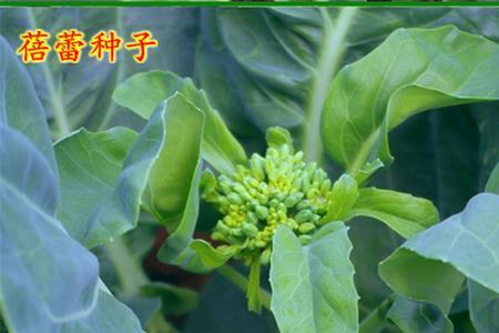 芥兰的种子能保存多久