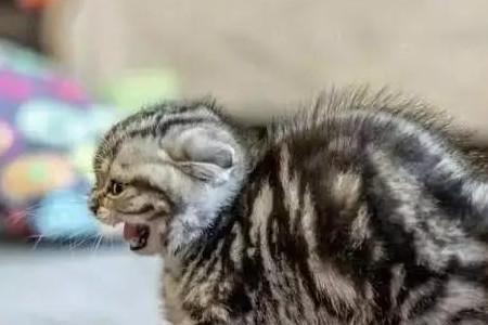 很凶又护主的猫