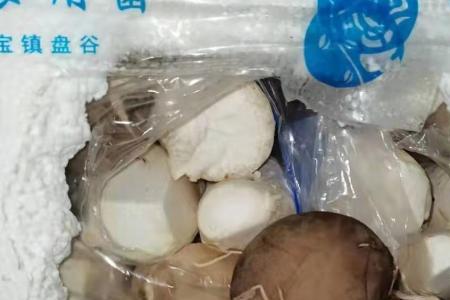 鲜蘑菇伞下变色后是否是坏了