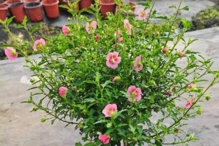 木槿花耐寒温度多少