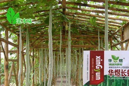 蔬菜蛇豆角怎样管理