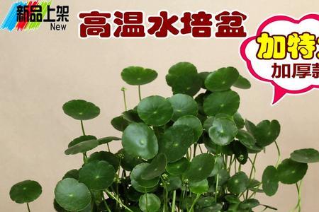 瓷缸适合什么水养植物