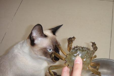猫吃海鲜怎么吐了