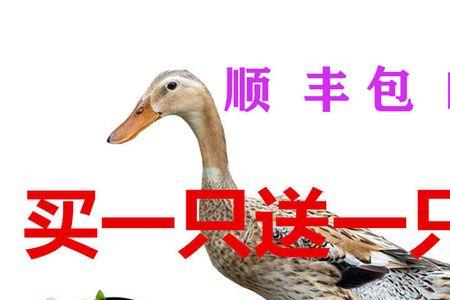 为啥买的鸭子都没有舌头
