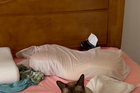 人和猫在一个卧室里好吗