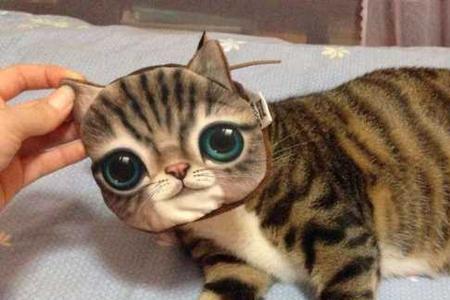 狸花猫和猫有什么区别