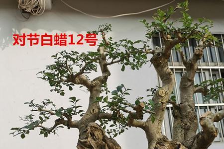 对节白蜡盆景里适合种苔藓吗