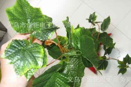 三彩果是植物吗