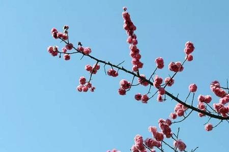 荣冠梅花介绍