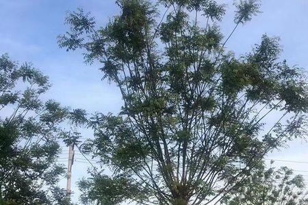 国槐与洋槐哪个贵