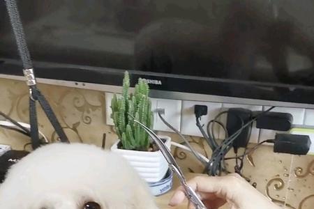 幼犬能剪毛吗
