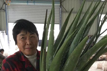库拉索芦荟没根能活吗