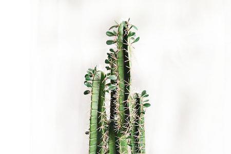 房间能摆放仙人掌或仙人球吗
