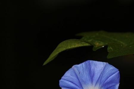 蓝色牵牛花可以用来染头发吗