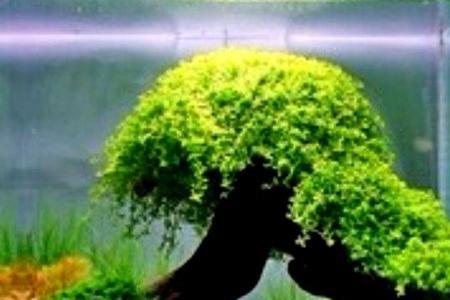 莫斯树要泡几天