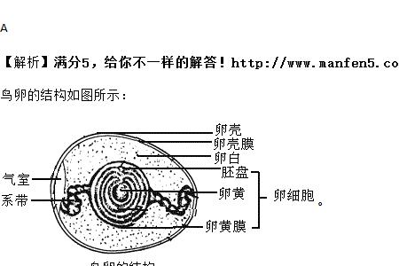 鸟卵胚盘始终位于上方的意义