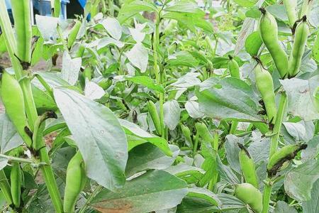 蚕豆什么时候打保花药