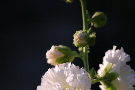 蜀葵煮几分钟