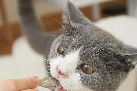 亚百合猫能闻吗