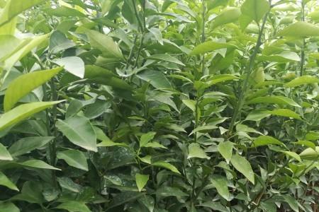 爱媛果冻橙种植间距