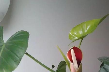绿宝石开花是什么兆头