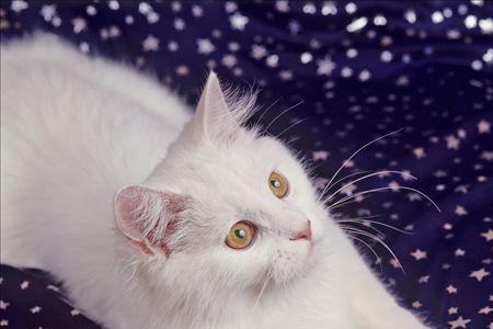 安哥拉猫好养吗