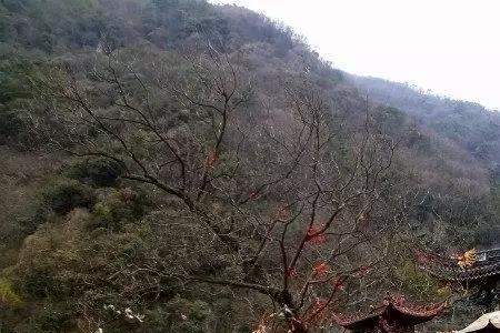 四明山必须要身份证吗