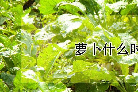 南方萝卜的播种时间和方法