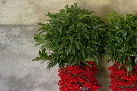 黄金万两植物生长分布哪个省