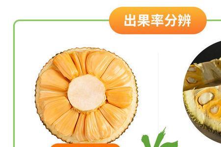 泰12红肉菠萝蜜辨别方法
