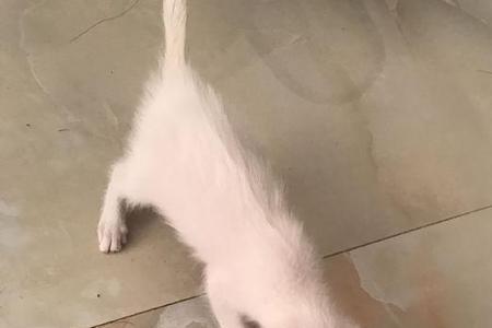 嘟嘟猫洗了里面的棉花会干吗