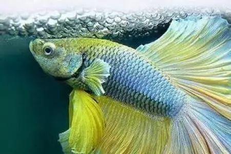 半月斗鱼可以和金鱼养一起吗