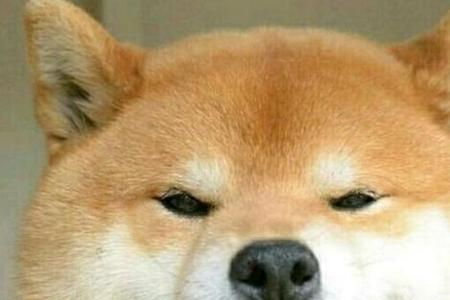 哦你真可爱是什么梗