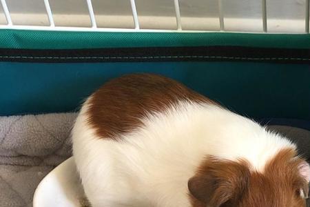 荷兰猪仔一般多久可以单独饲养