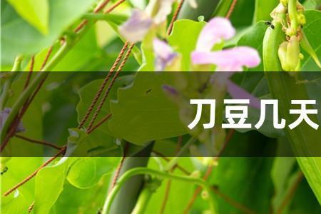 地刀豆开花期多长