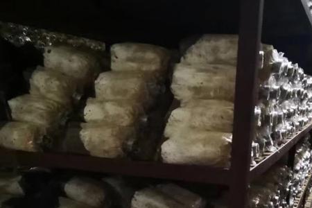 蘑菇菌种一般保质期