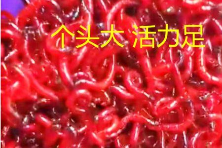 米线虫是什么虫子