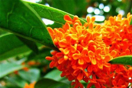 桂花状元红种在东屋前边好吗