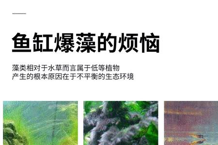 绿藻的克星是什么