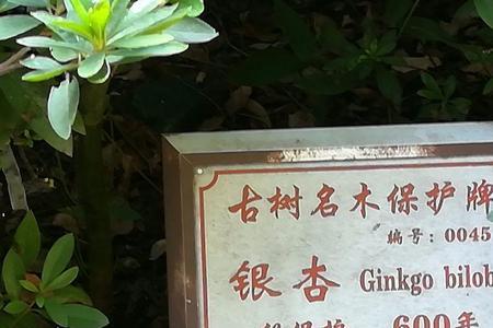 广西古树名木保护条例