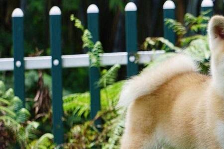 秋田犬是怎么形成的