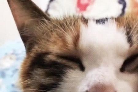 猫咪把手插在怀里是什么意思