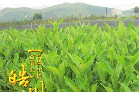珊瑚树种植间距