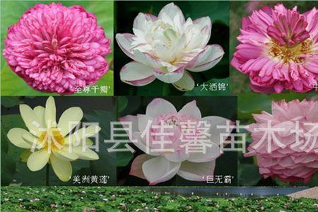 莲花柄属于植物的哪