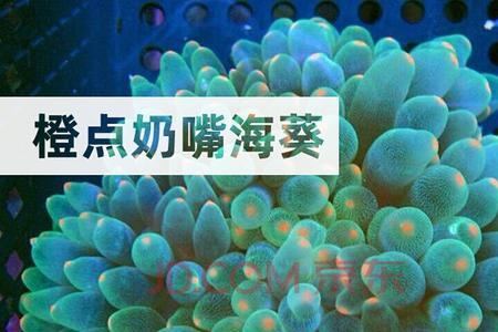 奶嘴海葵漂浮在水里怎么办