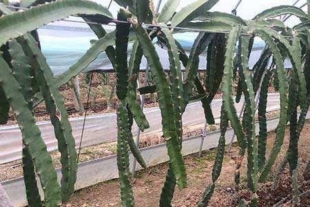 火龙果售卖时能喷水吗