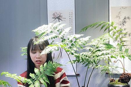 一叶蕨是国家一级保护植物吗