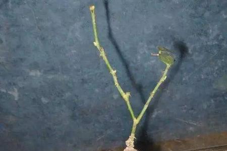 刺玫瑰剪枝能插活吗